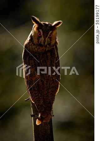 Long-eared Owl sitting on the branch 50199177