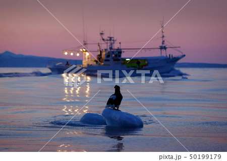 Steller's sea eagle with fishing boat Steller's sea eagle with fishing boat 50199179