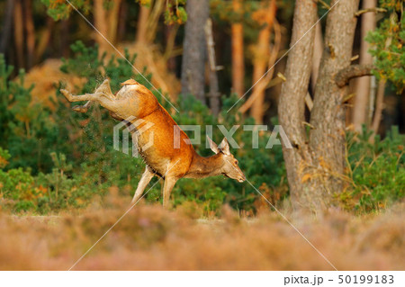 Jumping Red deer, rutting season, Hoge Veluwe Jumping Red deer, rutting season, Hoge Veluwe 50199183