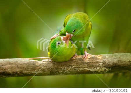 Parrot love. Yellow-crowned Amazons 50199191