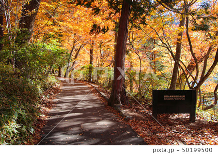 イタリア大使館別荘記念公園（栃木県・日光市） 50199500