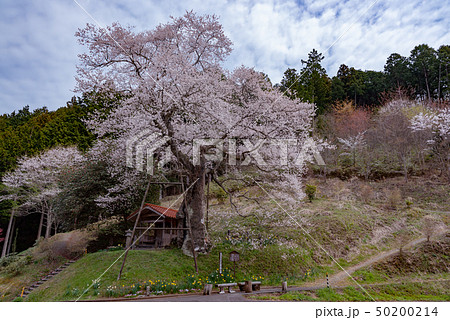 岩井畝の大桜 岩井畝の大桜 50200214