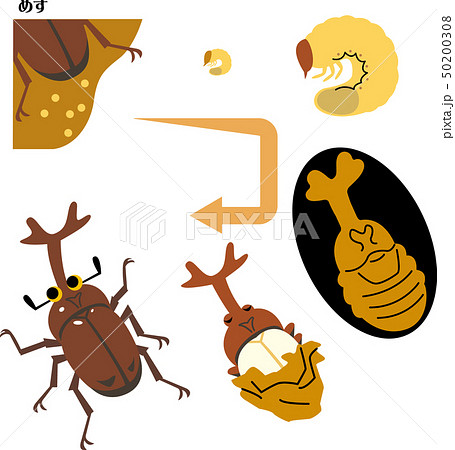 カブト虫の成長サイクルのイラスト素材