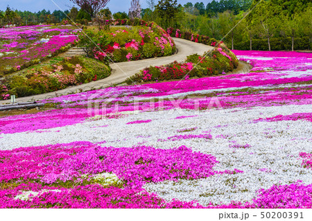 松本ツツジ園の芝桜 長崎県大村市 の写真素材