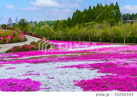 松本ツツジ園の芝桜 長崎県大村市 の写真素材