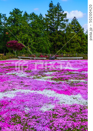 松本ツツジ園の芝桜 【長崎県大村市】 松本ツツジ園の芝桜 【長崎県大村市】 50200420
