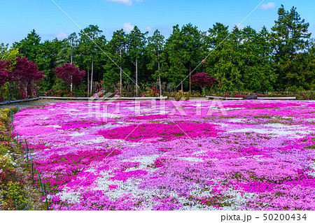 松本ツツジ園の芝桜 長崎県大村市 の写真素材