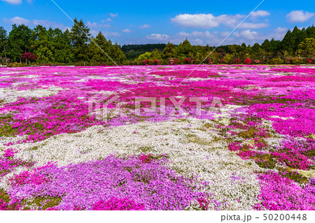 松本ツツジ園の芝桜　【長崎県大村市】 50200448