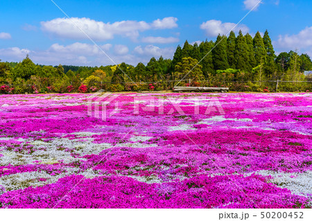 松本ツツジ園の芝桜 長崎県大村市 の写真素材