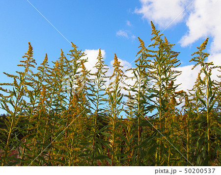 セイタカアワダチソウ 50200537