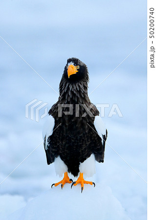 Steller's sea eagle, Haliaeetus pelagicus Steller's sea eagle, Haliaeetus pelagicus 50200740