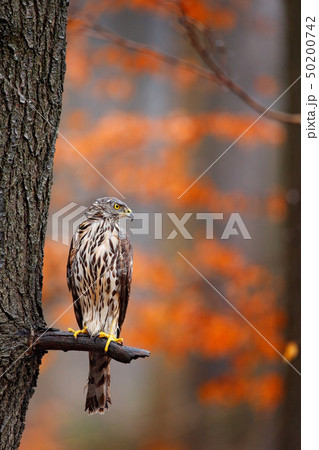 Bird in fall forest. Goshawk, Accipiter gentilis Bird in fall forest. Goshawk, Accipiter gentilis 50200742