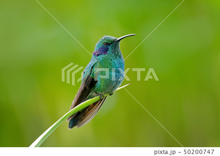 Green Violet-ear, Colibri thalassinus Green Violet-ear, Colibri thalassinus 50200747