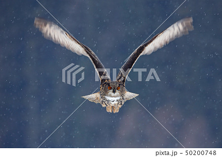Flying Eurasian Eagle owl with open wings Flying Eurasian Eagle owl with open wings 50200748