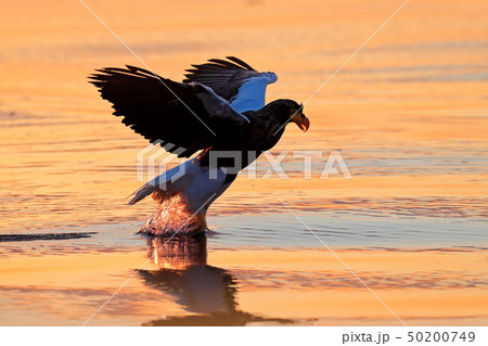 Sunrise in ocean. Beautiful Steller's sea eagle 50200749
