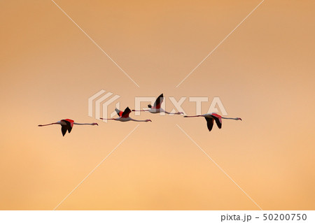 Flying flock of nice pink birds Greater Flamingo 50200750
