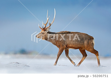 Animal with antler in the nature habitat 50200751