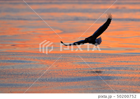 Eagle flying above the sea, Steller's sea eagle 50200752