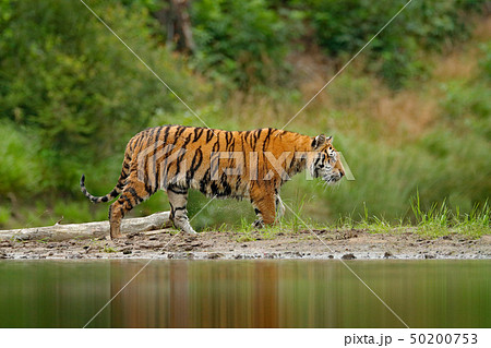 Amur tiger walking in river water 50200753
