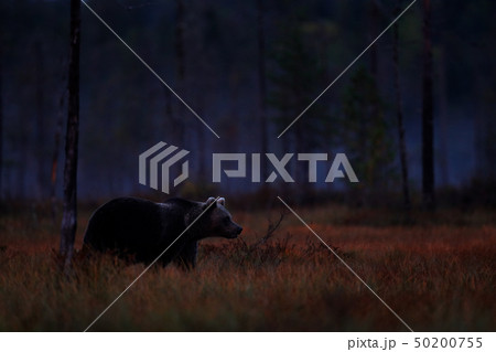Night nature, Bear hidden in forest. Night nature, Bear hidden in forest. 50200755
