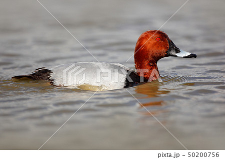 Common Pochard, Aythya ferina, bird in the water Common Pochard, Aythya ferina, bird in the water 50200756
