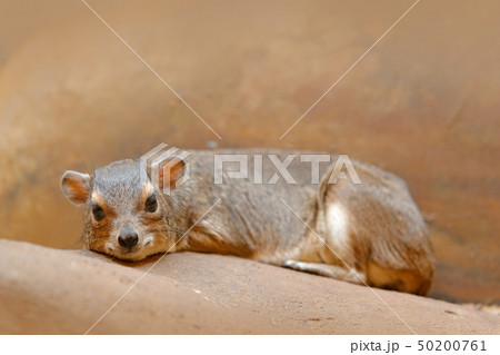 Rock Hyray on stone in rocky mountain 50200761