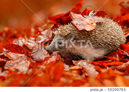 European Hedgehog, Erinaceus europaeus 50200763