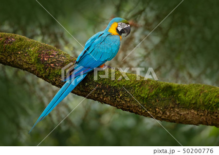 Blue-and-yellow macaw, Ara ararauna 50200776