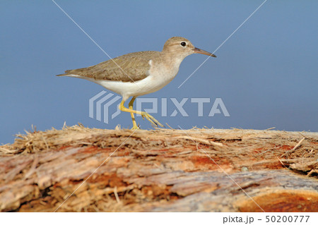 Sandpiper, Actitis macularia, sea water bird Sandpiper, Actitis macularia, sea water bird 50200777