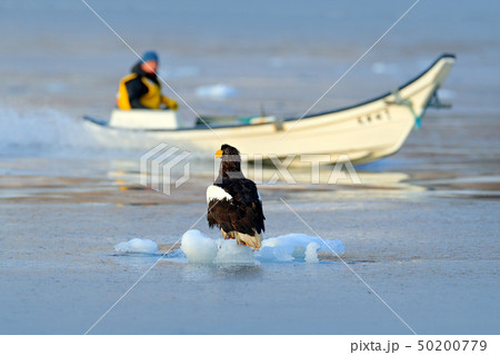 Steller's sea eagle with fishing boat Steller's sea eagle with fishing boat 50200779