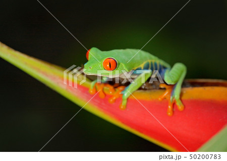 Red-eyed Tree Frog, Agalychnis callidryas 50200783
