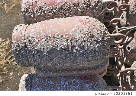 蛸を捕獲するタコツボ 蛸を捕獲するタコツボ 50201361