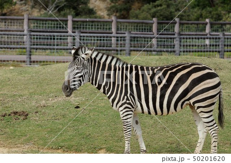 動物園 50201620