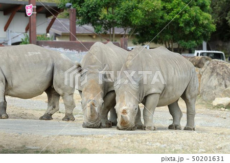 動物園 50201631
