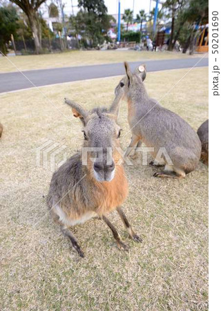 動物園 50201690