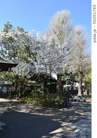 常立寺の桜 藤沢市 常立寺の桜 藤沢市 50201789