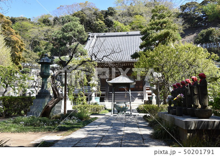 常立寺の桜　藤沢市 50201791