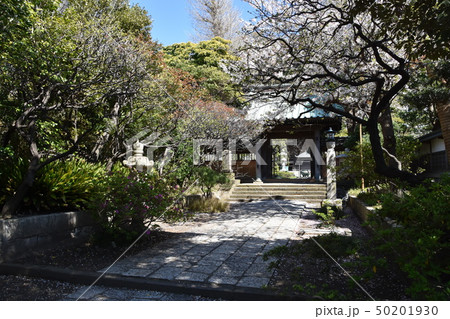 常立寺の桜 藤沢市 常立寺の桜 藤沢市 50201930