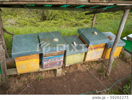 Bee hives in Seriana valley close up Bee hives in Seriana valley close up 50202275