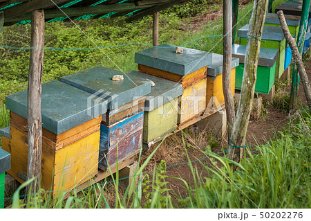 Bee hives in  Seriana valley 50202276