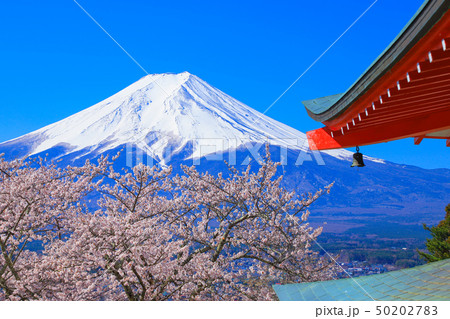 新倉山浅間公園 桜と富士山 新倉山浅間公園 桜と富士山 50202783