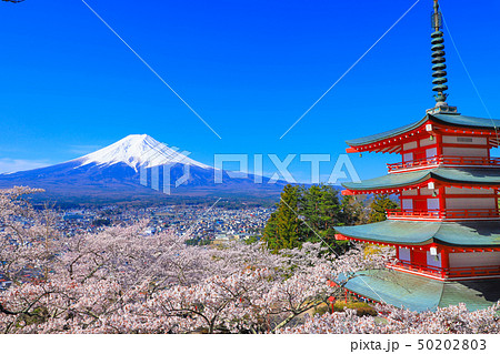 新倉山浅間公園 桜と富士山 新倉山浅間公園 桜と富士山 50202803