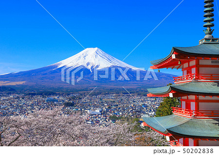 新倉山浅間公園 桜と富士山 新倉山浅間公園 桜と富士山 50202838