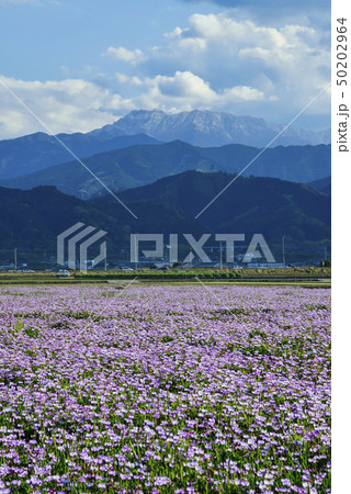 れんげ畑と石鎚山 50202964
