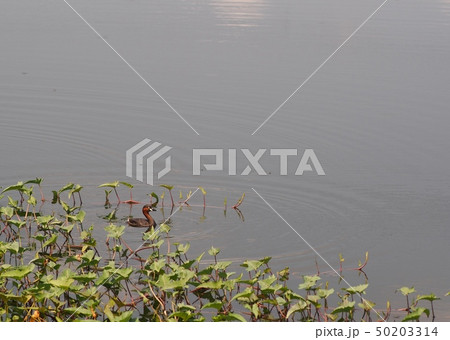 wild small dark brown duck in smooth water surface 50203314