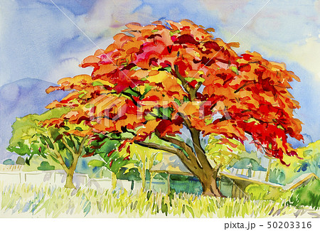 Watercolor landscape painting peacock flower red. Watercolor landscape painting peacock flower red. 50203316