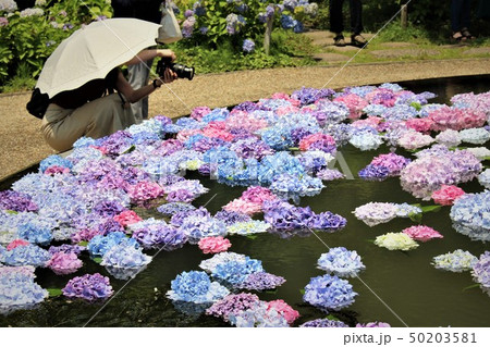 池に浮かぶ紫陽花とカメラ女子 50203581