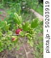 Macro Dogrose or Briar Botanical Plant Photo. Natural Outdoor. 50203919