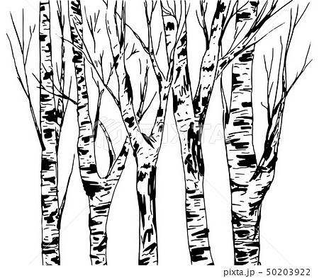 how to draw birch tree   Yahoo Image Search Results  Tree drawing Tree  painting Aspen trees painting
