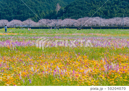 静岡県賀茂郡松崎町　田んぼをつかった花畑と那賀川の桜 50204070